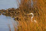 Egret On The Shore_29106